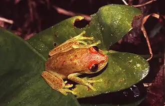 Description de l'image Hypsiboas punctatus01a.jpg.