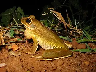Description de l'image Hypsiboas raniceps01a.jpg.