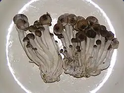 Forme brune cultivée.