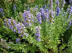 Hysope (Hyssopus officinalis)