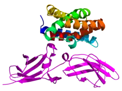Image illustrative de l’article Interleukine 22