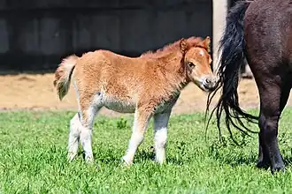 Photographie d'un poulain dodu de couleur rousse, décoloré au niveau des membres et du ventre