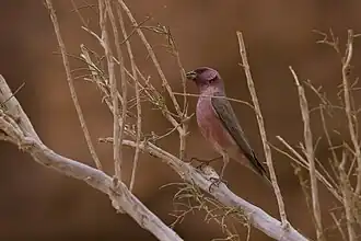 Roselin du Sinaï au Wadi Rum en mars 2017.