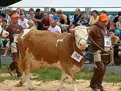 Concours de simmentals en Pologne.