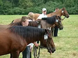 Des poneys de couleur brune sont tenus en main par des humains.