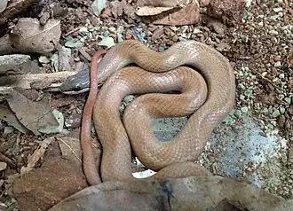 Description de l'image Ialtris agyrtes 51072163192 b40e439001.jpg.