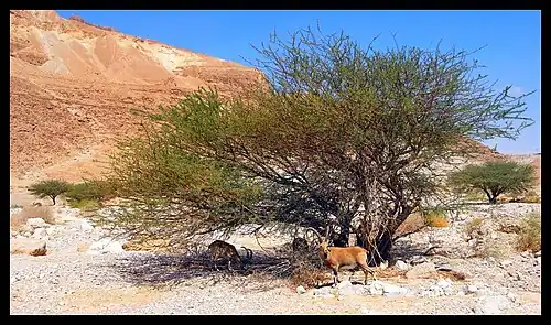 Bouquetins de Nubie près d'Ein Gedi en septembre 2009.