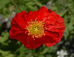 Papaver nudicaule, exemplaire à fleur rouge.