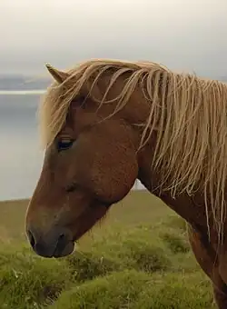 Tête de cheval roux à crinière blonde vu de profil