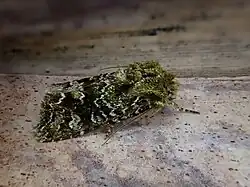 Ichneutica peridotea