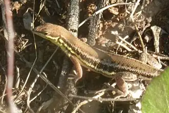 Description de l'image Ichnotropis capensis, Kililene wildsplaas, a.jpg.