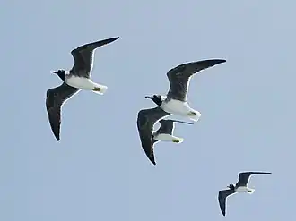 Goélands à iris blanc près de Hurghada en avril 2022.