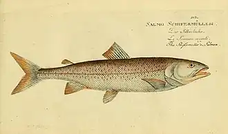 Salmo schiefermuelleri