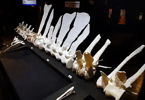 Moulages blancs de la colonne vertébrale avec une voile en forme de vague disposée sur un fond sombre dans une exposition de musée.