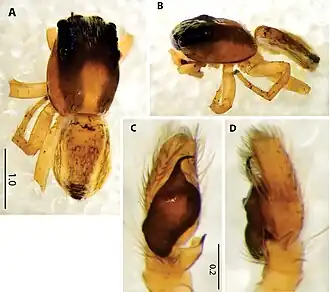 Description de l'image Icius jacksoni (10.3897-AfrInvertebr.65.136083) Figure 10.jpg.