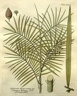Rotin (Calamus rotang), un Calamoideae