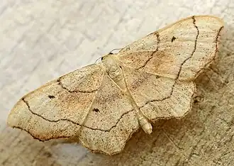 Idaea emarginata  (Linnaeus, 1758)