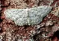 Idaea seriata  (Schrank, 1802)