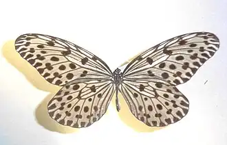 Description de l'image Ideajasoni.jpg.