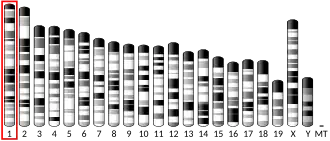 Chromosome 1 (souris)