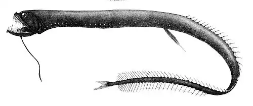 Idiacanthus atlanticus.