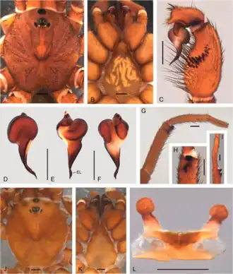 Description de l'image Idiops carajas (10.5852-ejt.2021.780.1581) Figure 13.png.