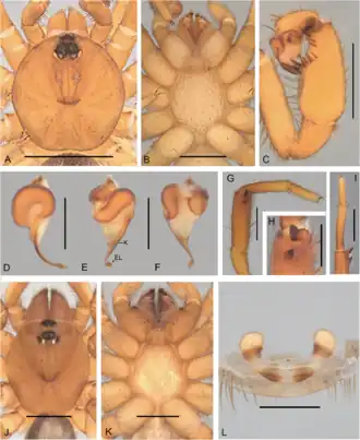 Description de l'image Idiops guri (10.5852-ejt.2021.780.1581) Figure 20.png.
