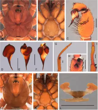 Description de l'image Idiops petiti (10.5852-ejt.2021.780.1581) Figure 26.png.
