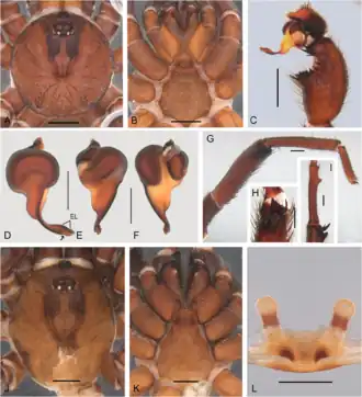 Description de l'image Idiops pirassununguensis (10.5852-ejt.2021.780.1581) Figure 27.png.