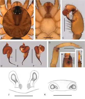 Description de l'image Idiops rohdei (10.5852-ejt.2021.780.1581) Figure 31.png.