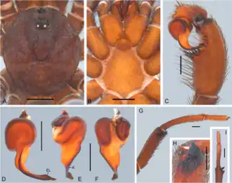 Description de l'image Idiops sertania (10.5852-ejt.2021.780.1581) Figure 32.png.