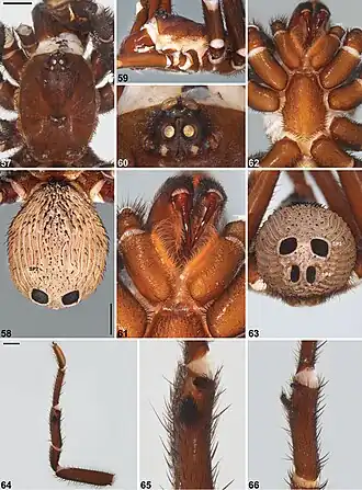 Description de l'image Idiosoma arenaceum (10.3897-zookeys.756.24397) Figures 57–66.jpg.