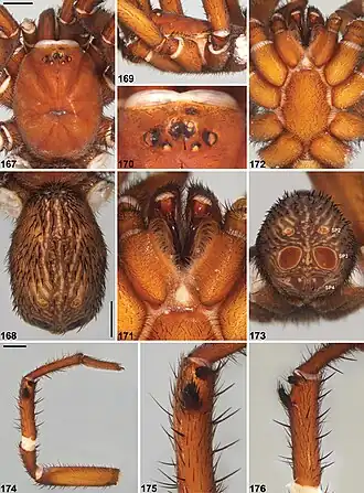Description de l'image Idiosoma gardneri (10.3897-zookeys.756.24397) Figures 167–176.jpg.