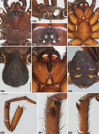 Description de l'image Idiosoma incomptum (10.3897-zookeys.756.24397) Figures 193–202.jpg.