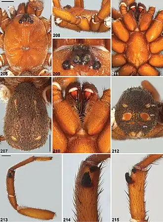 Description de l'image Idiosoma intermedium (10.3897-zookeys.756.24397) Figures 206–215.jpg.