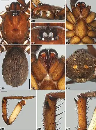 Description de l'image Idiosoma jarrah (10.3897-zookeys.756.24397) Figures 228–237.jpg.