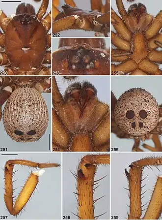 Description de l'image Idiosoma kopejtkaorum (10.3897-zookeys.756.24397) Figures 250–259.jpg.