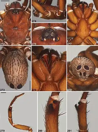 Description de l'image Idiosoma kwongan (10.3897-zookeys.756.24397) Figures 272–281.jpg.