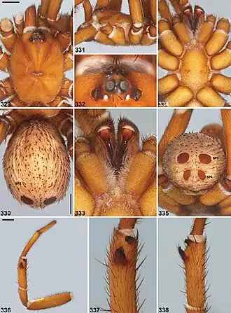 Description de l'image Idiosoma schoknechtorum (10.3897-zookeys.756.24397) Figures 329–338.jpg.