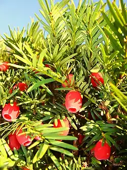 Taxus baccata (Taxaceae)