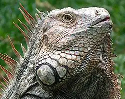 Lézards, iguanes, caméléons