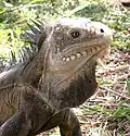 Iguana delicatissima