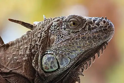 Portrait d'un iguane vert à Acapulco (Mexique), mai 2019.