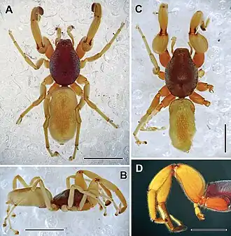 Description de l'image Ikuma larseni (10.3897-afrinvertebr.63.90530) Figure 2.jpg.