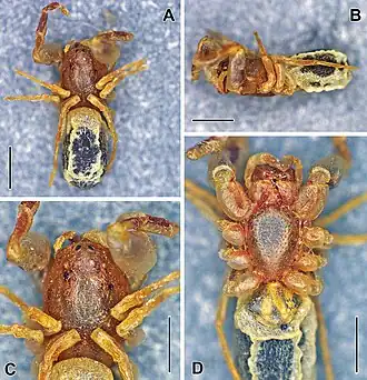Description de l'image Ikuma spiculosa (10.3897-afrinvertebr.63.90530) Figure 1.jpg.