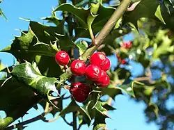 Fruits&nbsp;: drupes rouge vif.