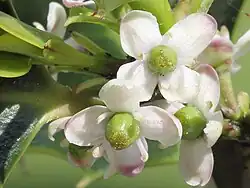 Fleur femelle portée par un long pédoncule, présentant 4 staminodes stériles et un gros ovaire supère à style réduit et stigmate lobé.