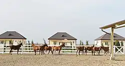 Groupe de chevaux roux dans un paddock
