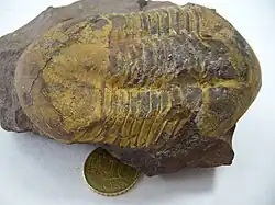 Illaenus sp.Ordovicien du Maroc.(animal partiellement enroulé).