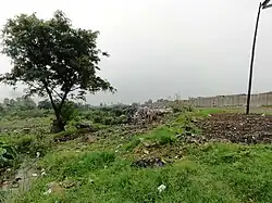 Photo d'un monticule un peu herboré et surmonté d'un arbre feuillu sur lequel ont été jetés des détritus.